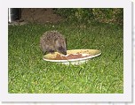 Egels in de tuin 045 * 3648 x 2736 * (6.39MB)